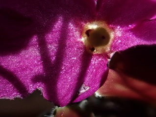 P4051538a